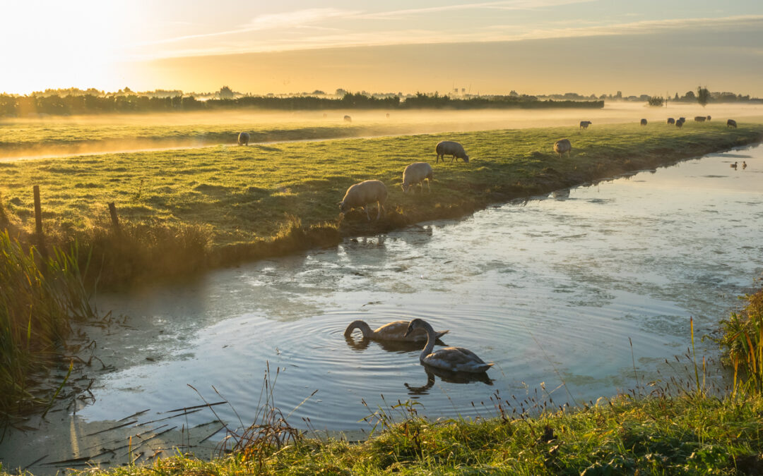 He leadeth me beside the still waters Psalm 23